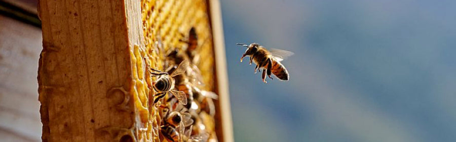 Honey Laundering and its impact