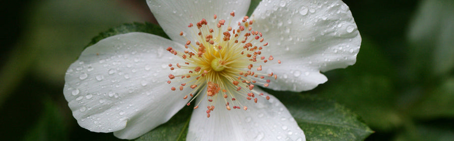 The floral origins of Ulmo honey