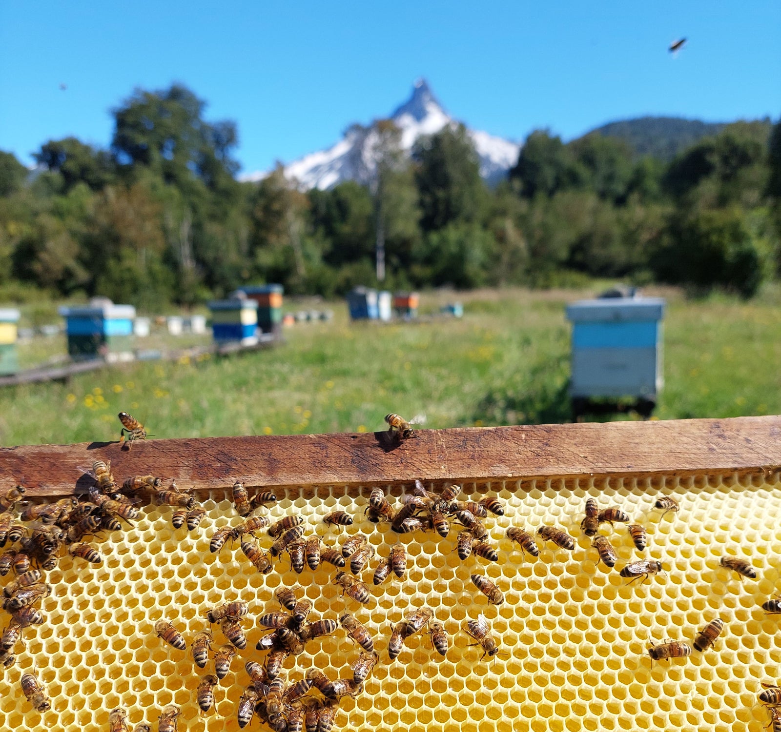 What Is Ulmo Honey?