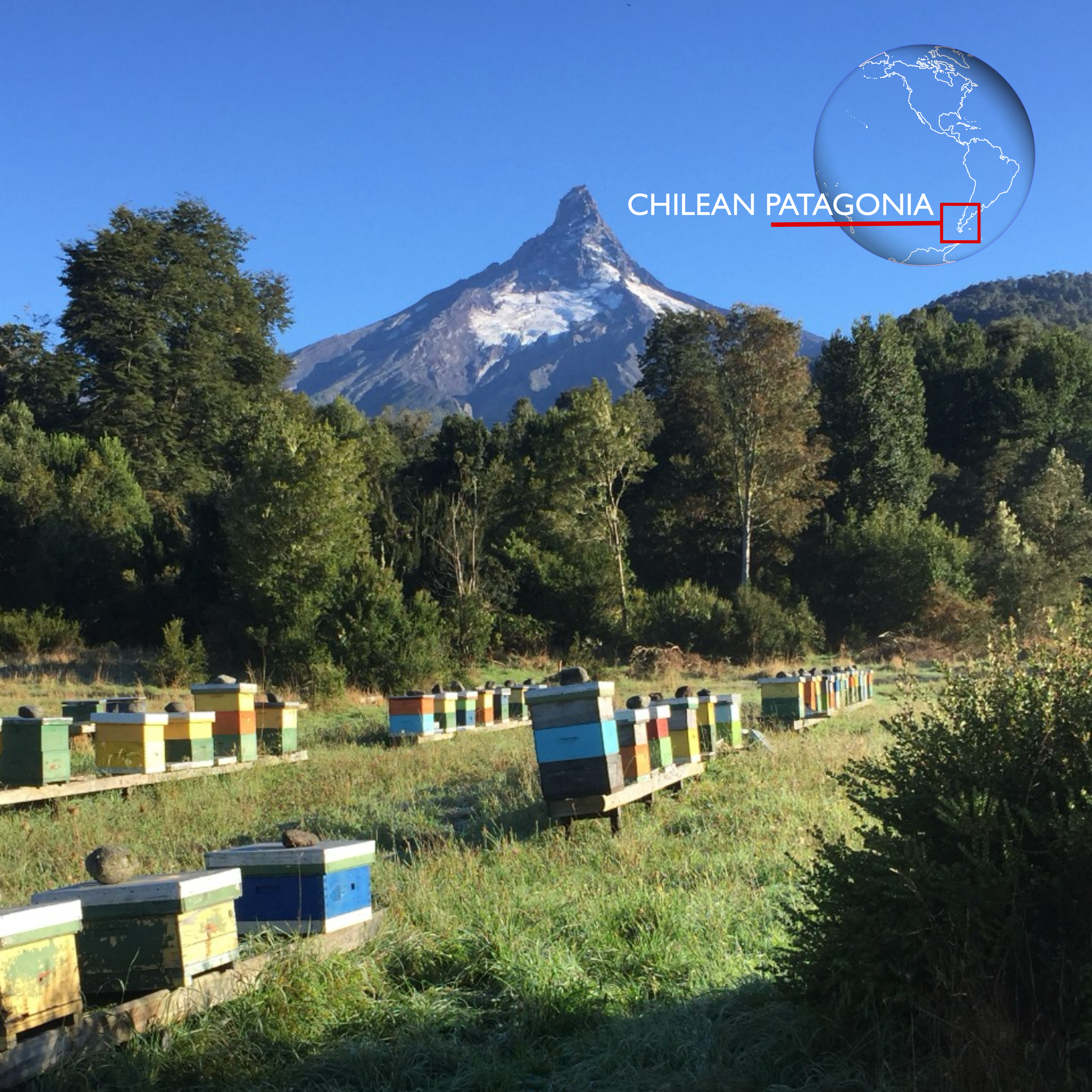 Our beehives in Los lagos, in the chilean Patagonia with volcano Puntiagudo in the background.