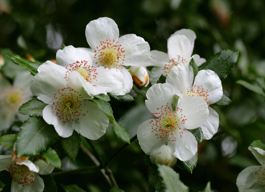 Eucryphia cordifolia (Ulmo) flowers in bloom — the source of Ulmo Honey from Chilean Patagonia