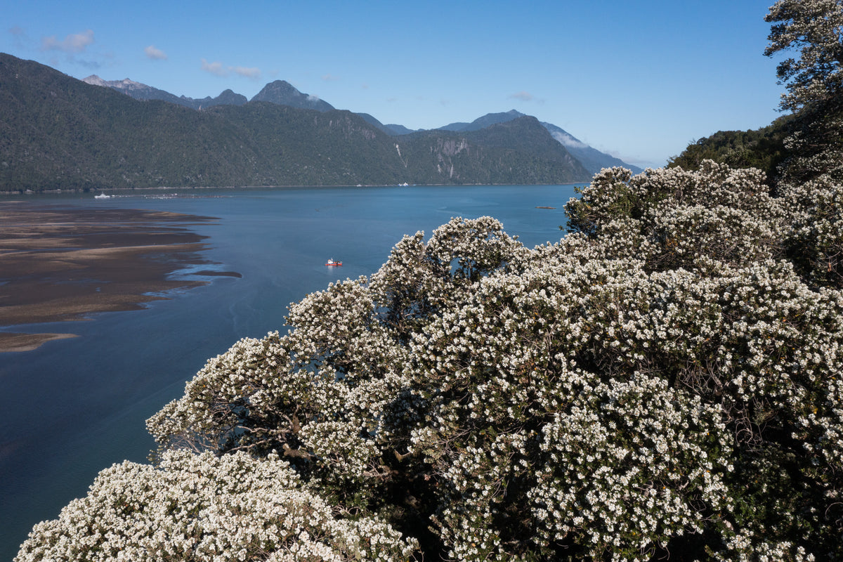 Ulmo in bloom at the water's edge