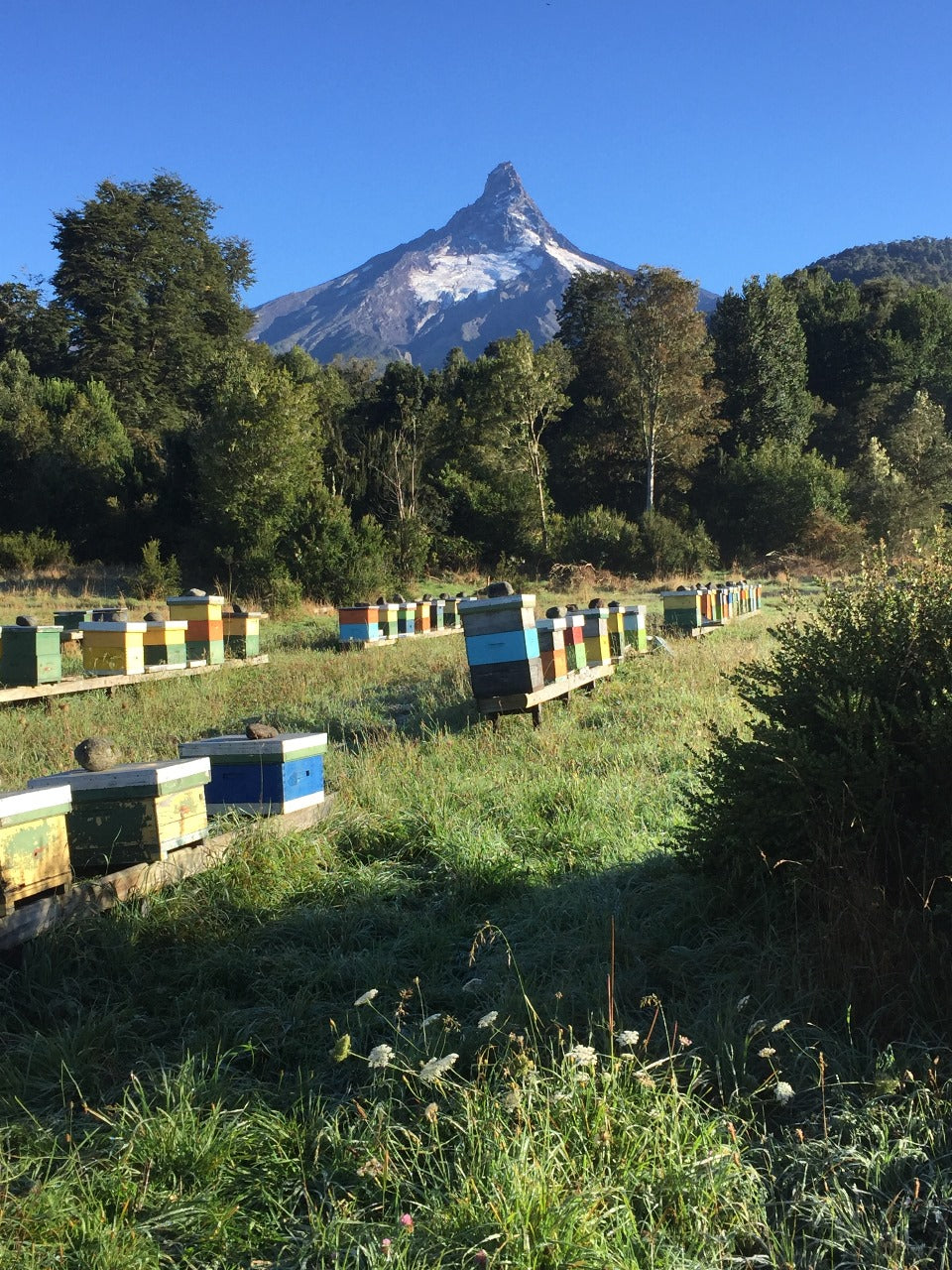 Hives beneath Volcán Puntiagudo