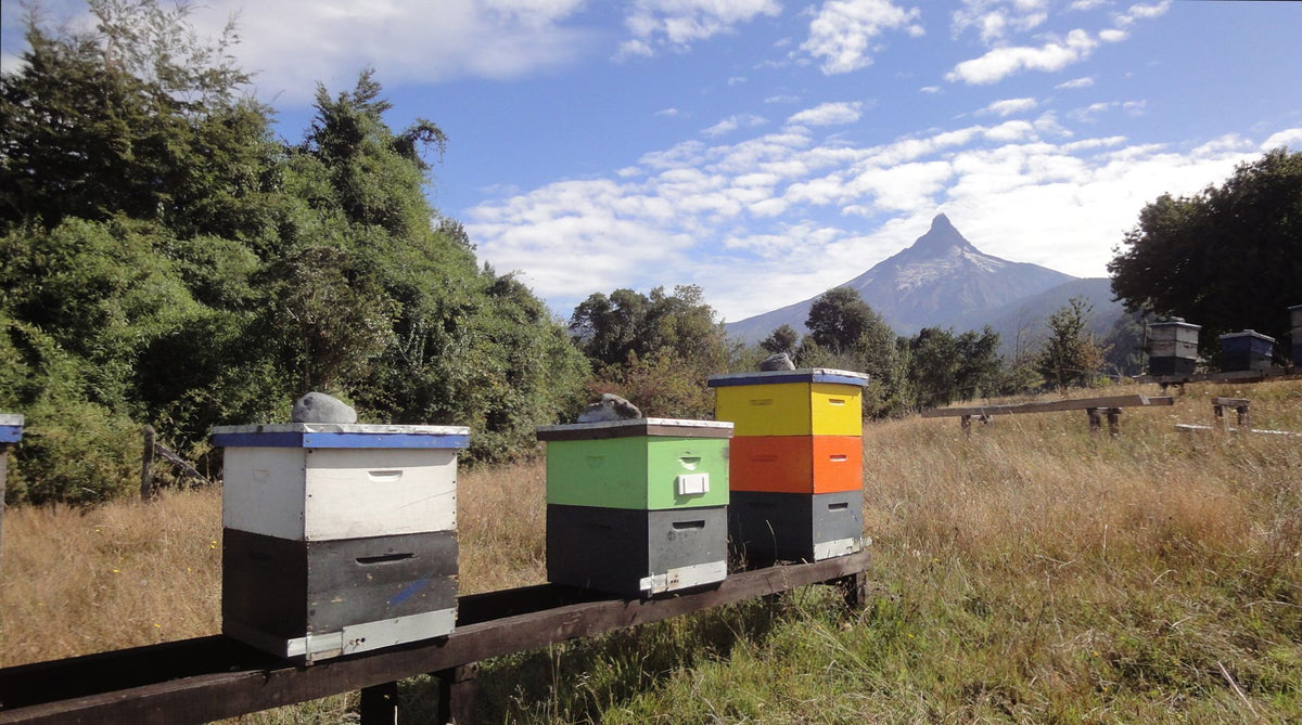 Spring in the apiary