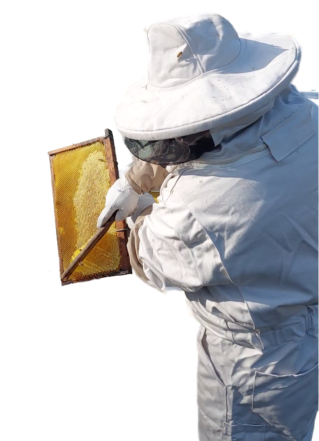 Our Beehives