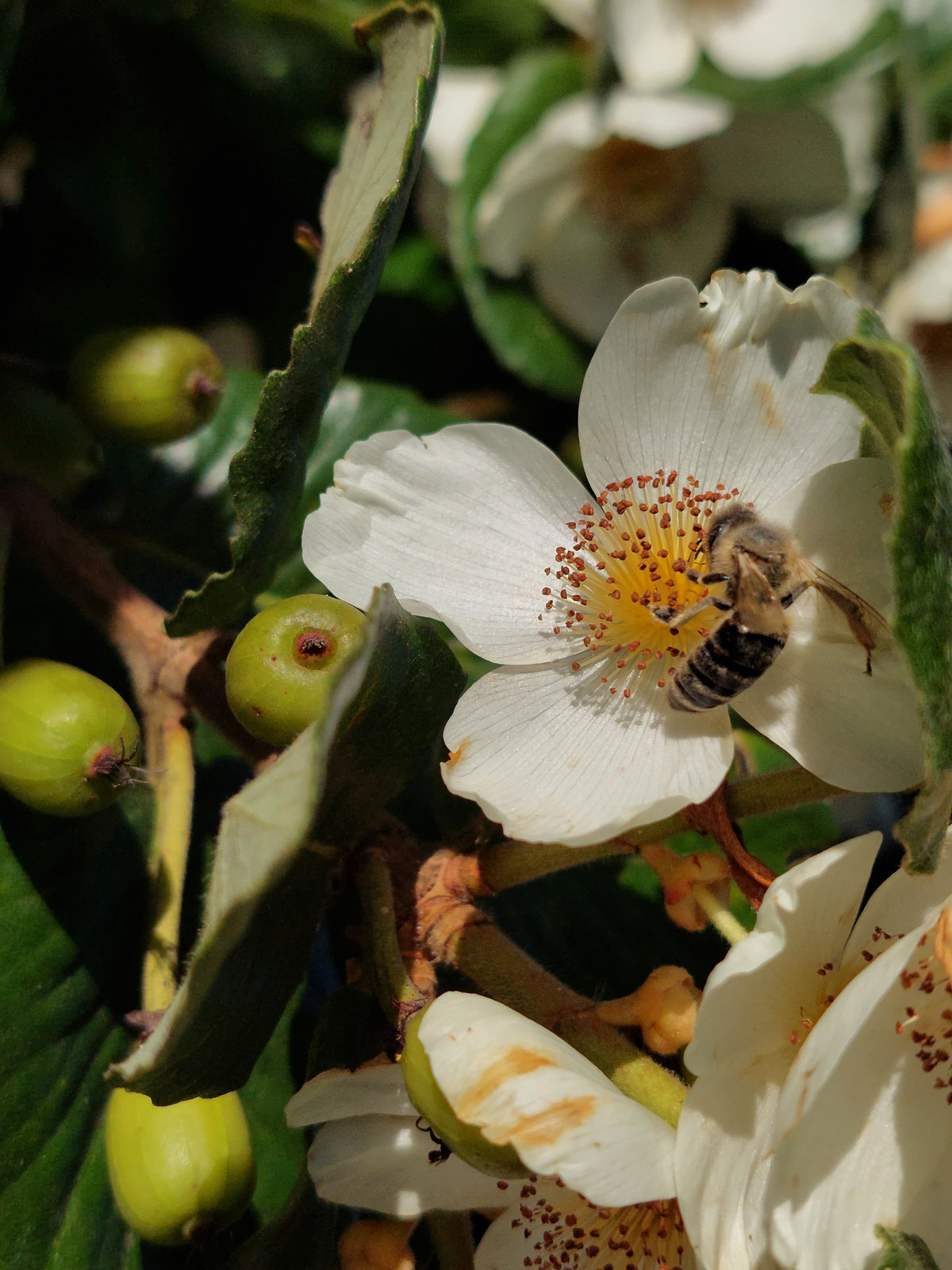 A bee on an Ulmo blossom