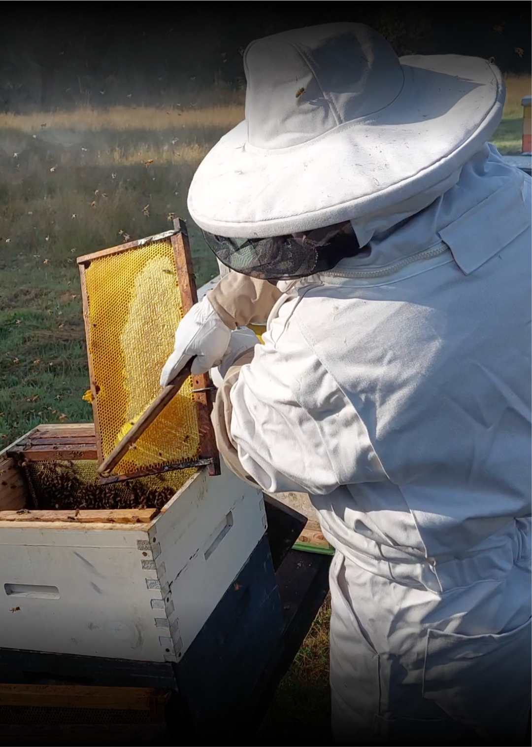 Our beekeeper carefully checking on a comb