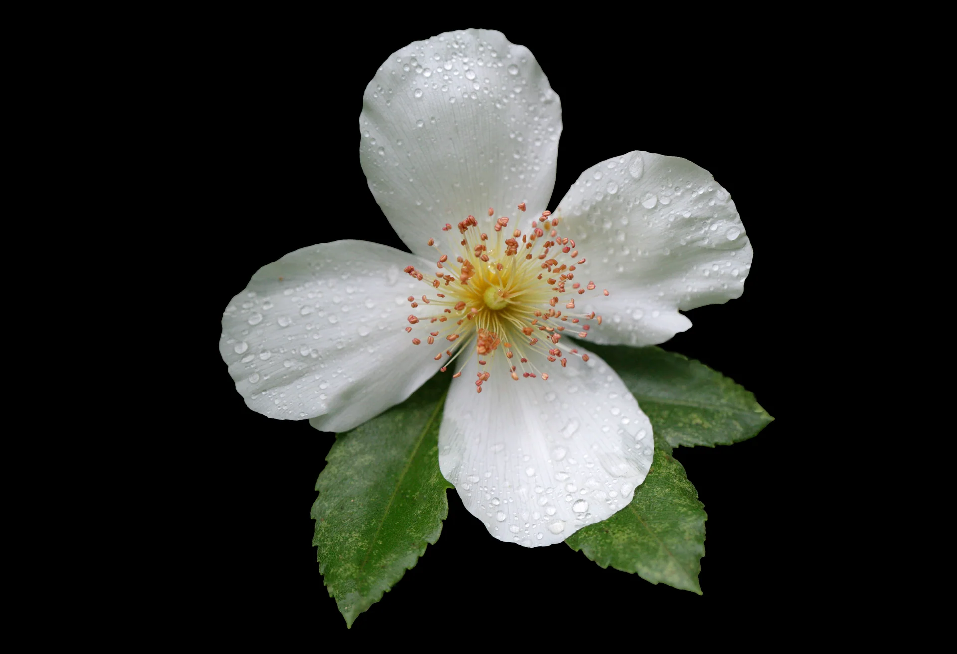 Eucryphia Cordifolia Ulmo blossom